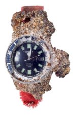 citizen-1977-challenge-diver-barnacles-Long-Reef-Beach-australia - copia.jpg